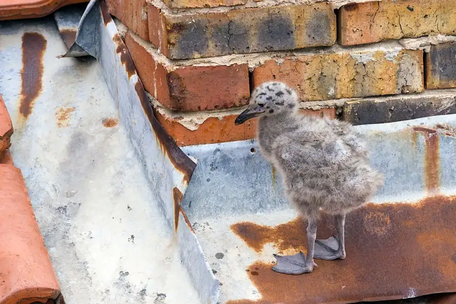 A downy gull chick standing in a lead box gutter beside a brick chimney stack during the Southport nesting season