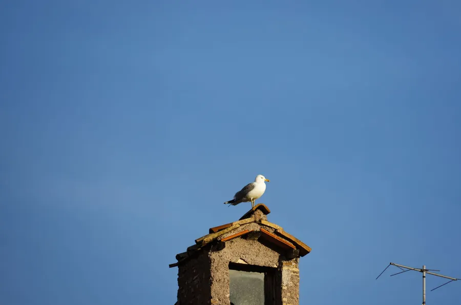 Gull perched on a chimney, where nesting between April and August can legally pause roof work in Southport