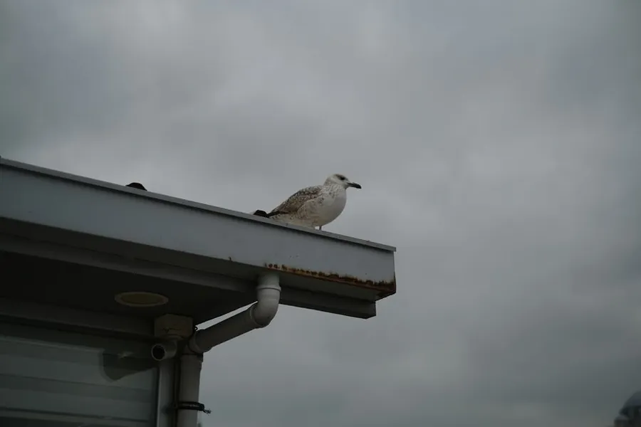 A gull standing on a gutter edge above a downpipe under grey skies, where nest material blocks Southport rainwater goods