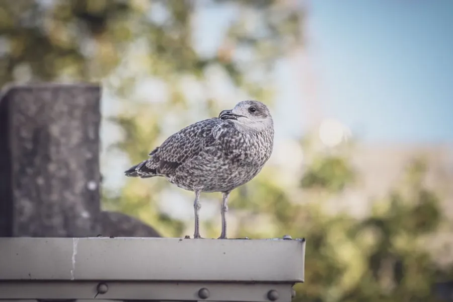 A young herring gull standing on a flat roof edge, a red-listed species protected on Southport roofs