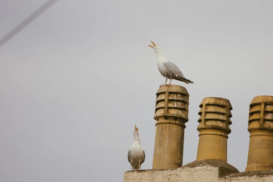 Two herring gulls calling from chimney pots on a rooftop, typical of Southport nesting sites