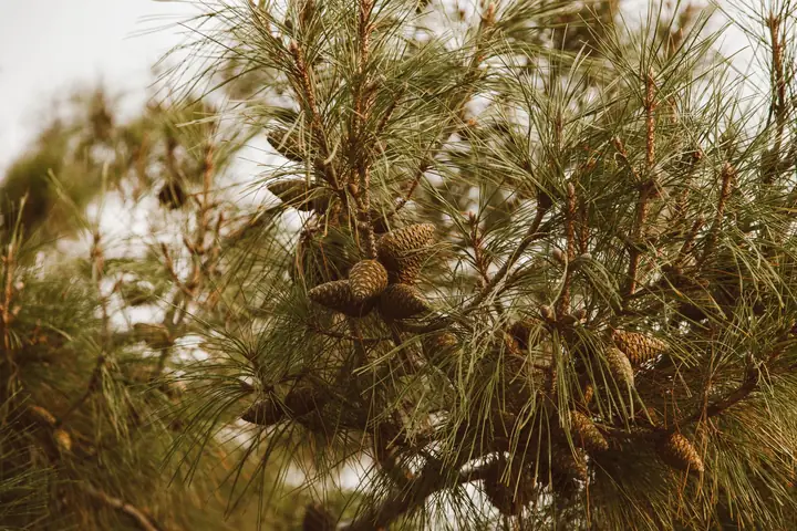 Pine cones clustered among long needles on a branch, the cones that end up wedged in Formby downpipes