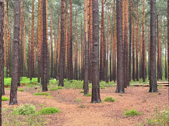 Tall pine trunks above a floor carpeted in fallen needles, the same litter that lands in Formby gutters all year round