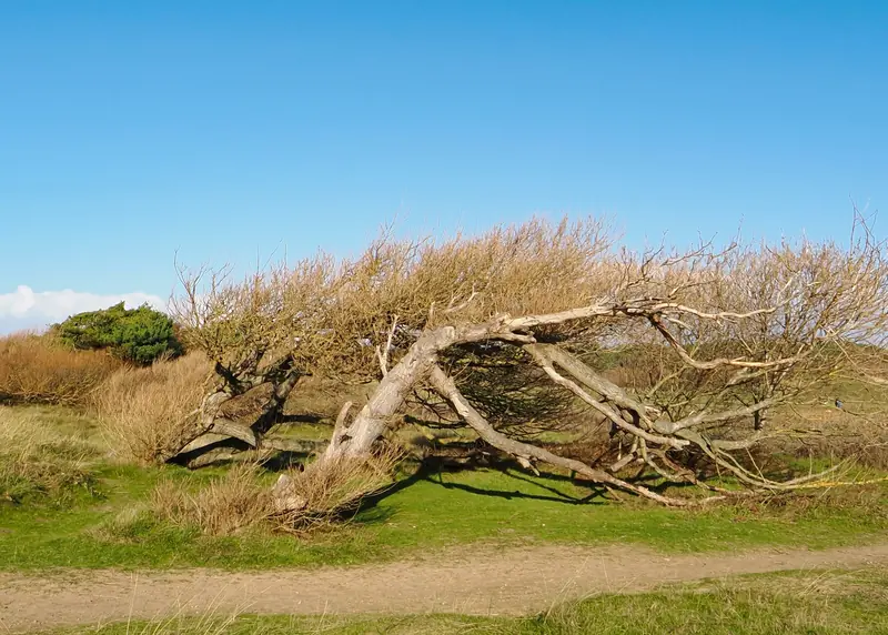 A tree bent almost flat by the prevailing wind on the dunes at Formby, showing the exposure faced by roofs nearest the coast