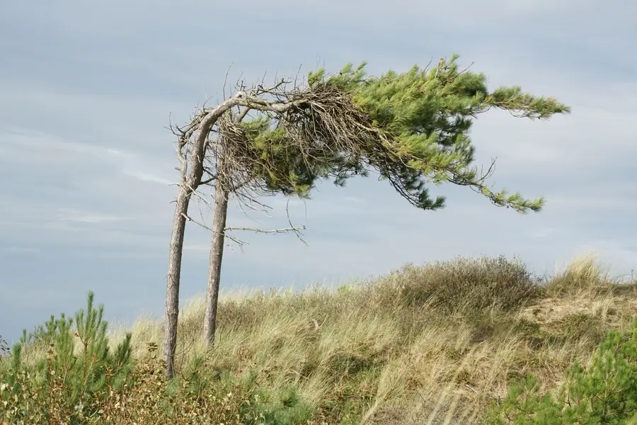 Pines bent permanently by the prevailing wind on the dunes of the Sefton coast near Southport