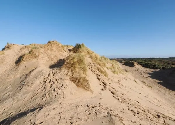 Marram grass covered sand dunes under a blue sky, like the Birkdale Sandhills nature reserve