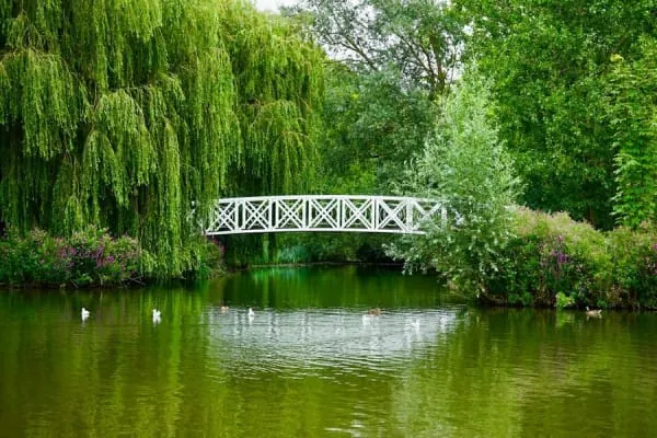 An ornamental white bridge over a lake framed by willows, in the style of Churchtown's Botanic Gardens