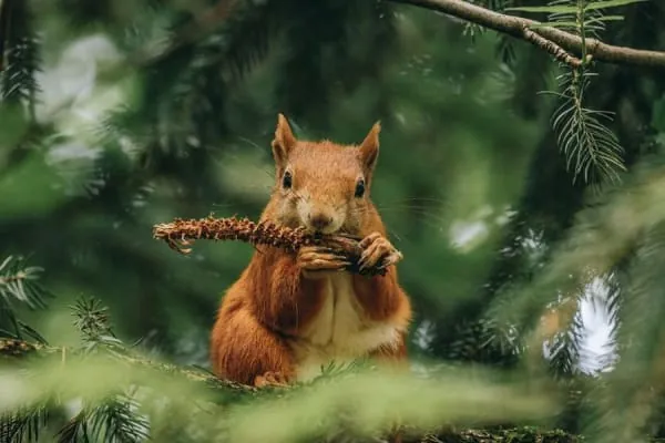 A red squirrel holding a pine cone among conifer branches, the star attraction of the Formby pinewoods