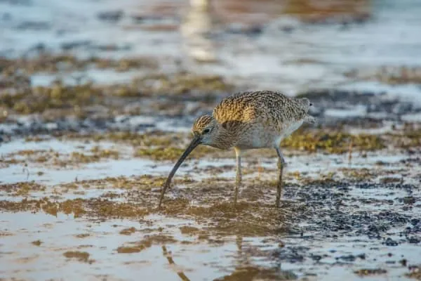 A curlew probing tidal mud, the wading birdlife that fills Hesketh Out Marsh near Banks