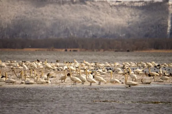 A great gathering of swans and wildfowl on wetland water, the winter spectacle Martin Mere is famous for