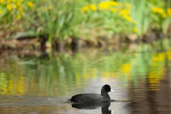 A wildfowl swimming in wetland waters at a coastal bird reserve like RSPB Marshside