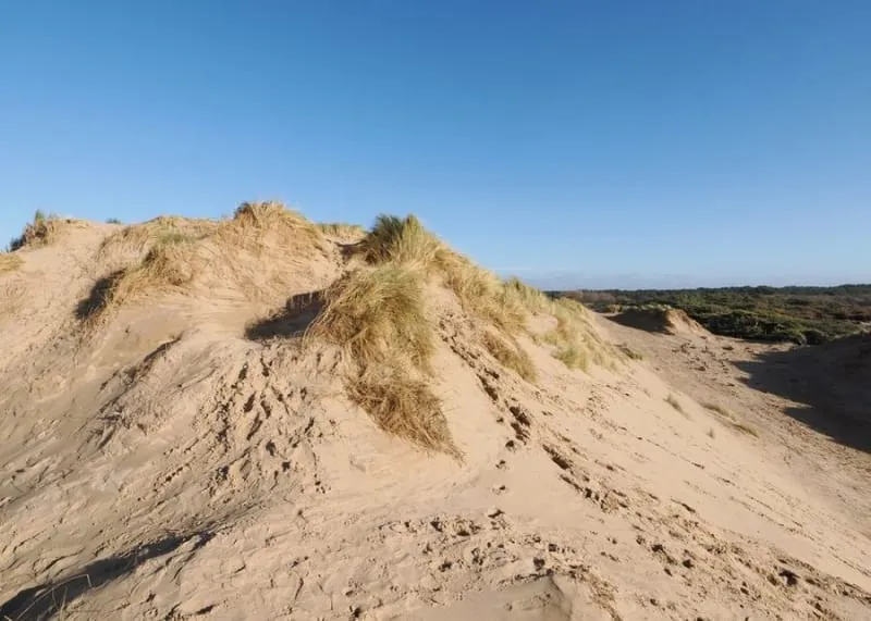 The dunes and pine fringe at Formby, the tree line that drops needles onto the village's roofs all year
