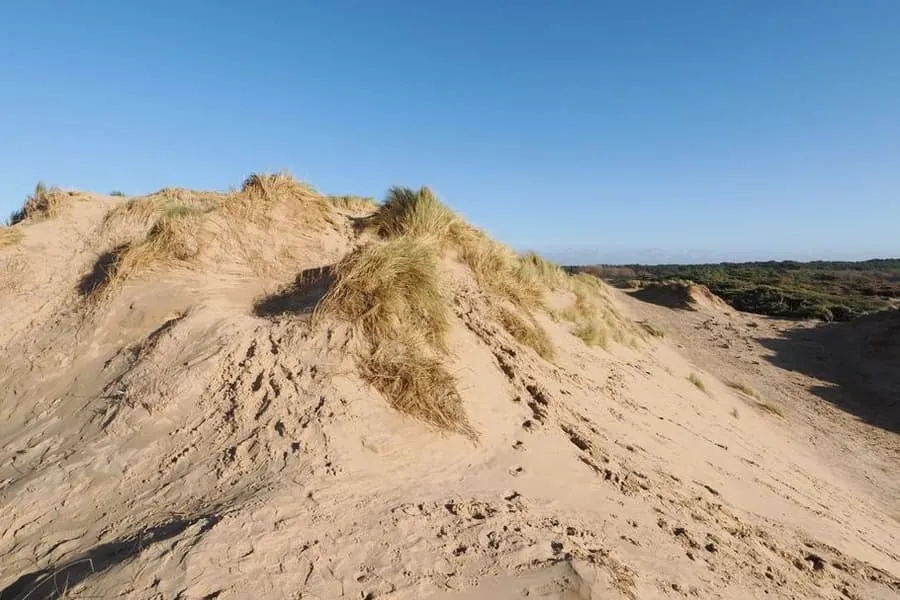 Sand dunes and marram grass at Formby beach on the Sefton coast
