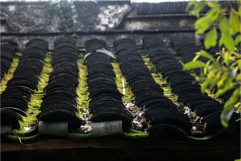 Thick moss growth across roof tiles, the result of permanent shade like the Formby pinewoods cast