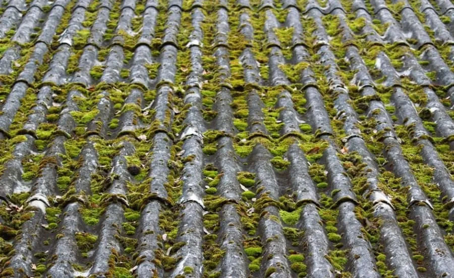 Old roof tiles heavily covered in moss