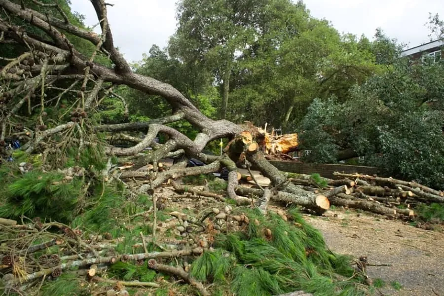 A tree brought down across a path after high winds