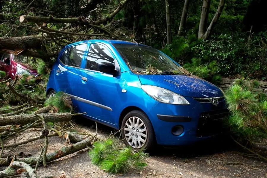 A car damaged by a fallen tree after a storm